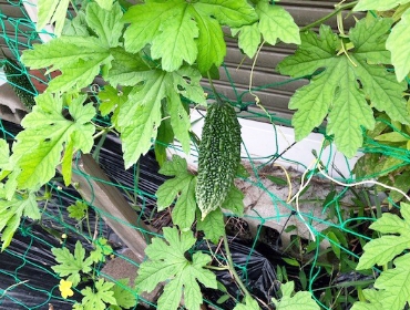 2023グリーンカーテン活動0718-9