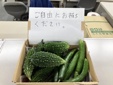 2023グリーンカーテン活動0718-10