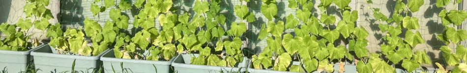 【グリーンカーテン活動②】梅雨が明け、カーテンらしくなってきました