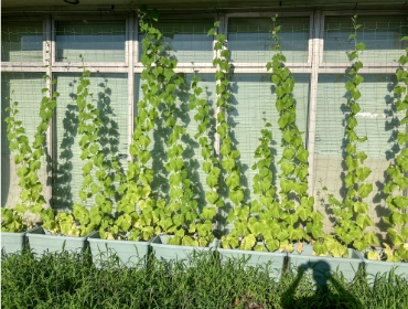 ダイレクトマーケティング工場カーテン8月1週