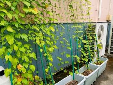 2024年8月2日時点 。葉の大きいきゅうりを増やし、遮熱を図る