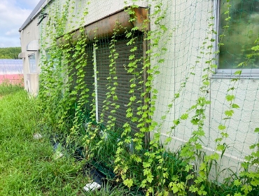 2024年8月2日時点 。昨年ほどではないが、カーテンらしくなってきている