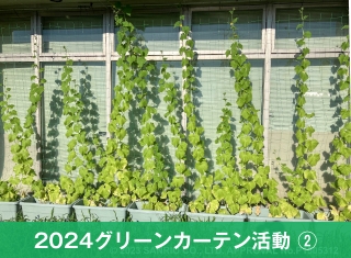 2024グリーンカーテン活動②