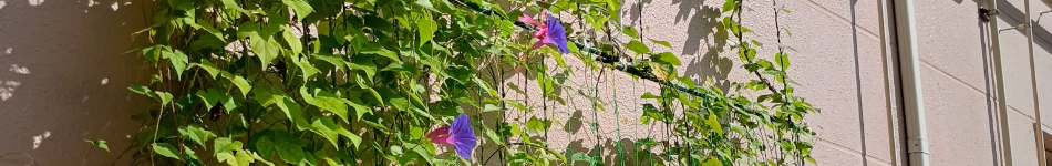 【グリーンカーテン記録】今季の活動を終了しました