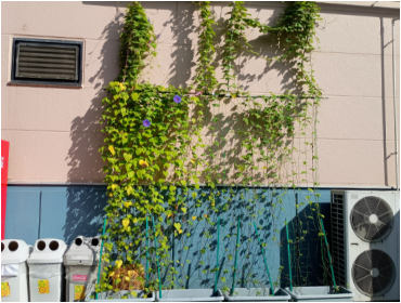 9月関東工場グリーンカーテン1