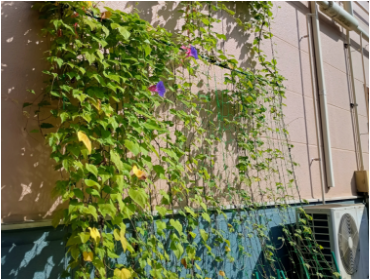 9月関東工場グリーンカーテン2