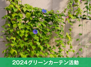 【グリーンカーテン活動】8月振り返り